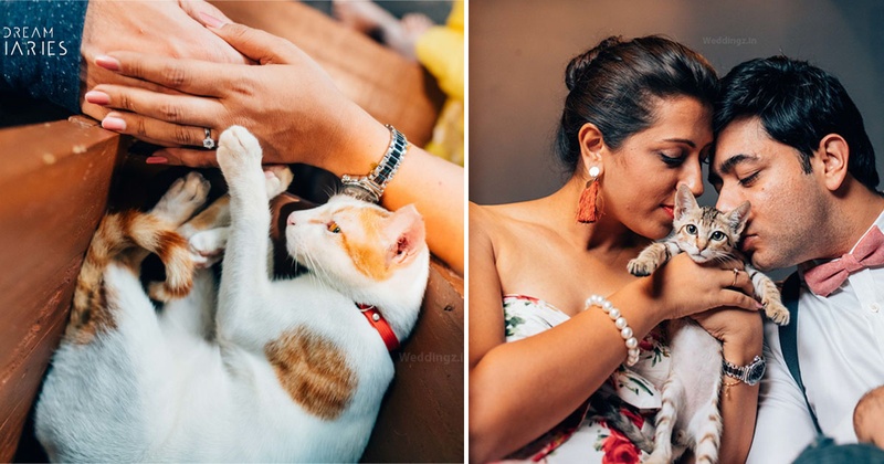 We Combined The Two Cutest Things In The World – Cats & Love For The Purrfect Pre-Wedding Shoot!