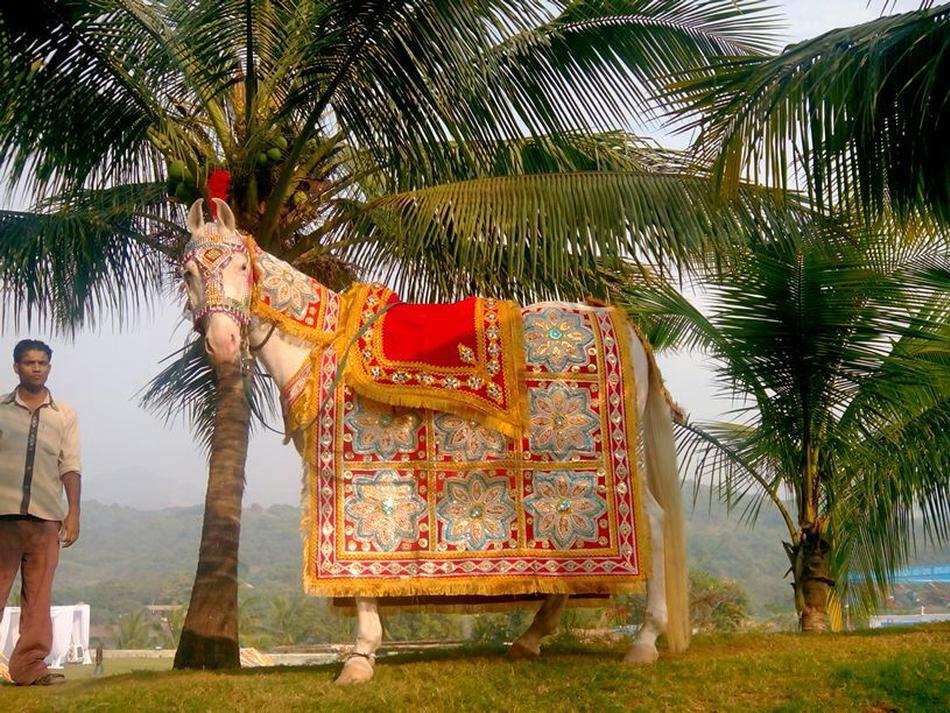 Royal Prestige A.C Baggi, Band Baaja in Pune WeddingZ